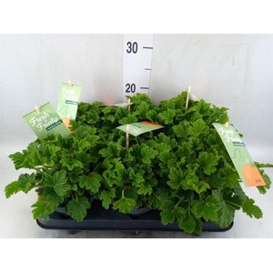 Pelargonium   ...mix smelling