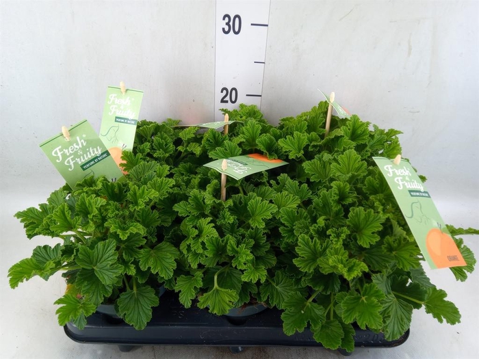 <h4>Pelargonium   ...mix smelling</h4>