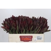 Leucadendron Saf Sunset Dark R.