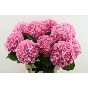 Hydr M Adora Pink 60-17