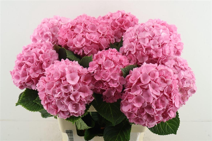 <h4>Hydr M Adora Pink 60-17</h4>