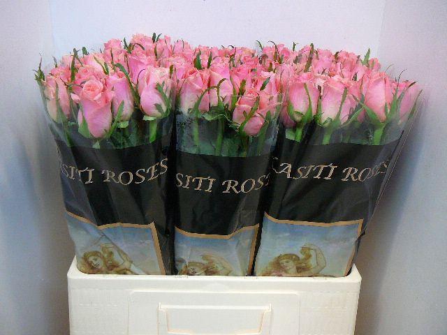 <h4>R GR ACE PINK+</h4>