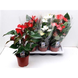 Anthu An Florist Mix (adios)