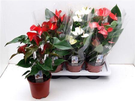 <h4>Anthu An Florist Mix (adios)</h4>