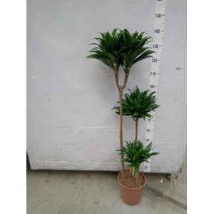 Dracaena frag. 'Compacta'