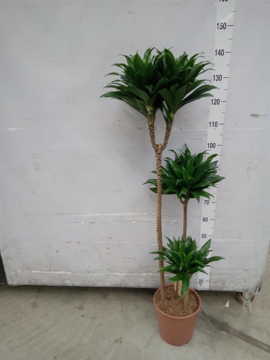 <h4>Dracaena frag. 'Compacta'</h4>
