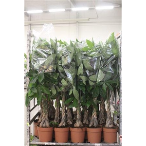 Pachira Aquatica 130cm