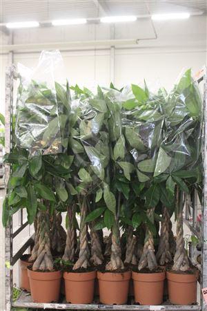 <h4>Pachira Aquatica 130cm</h4>