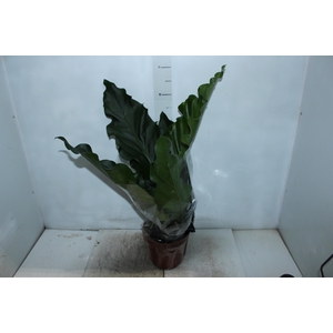 ANTHURIUM PLOWMANII P19