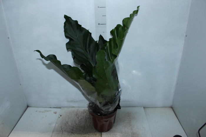 <h4>ANTHURIUM PLOWMANII P19</h4>
