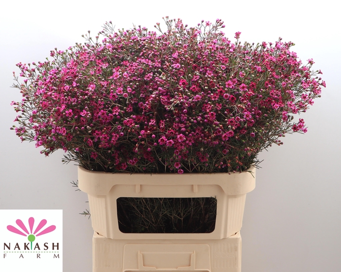 <h4>CHAME UN JUPITER</h4>