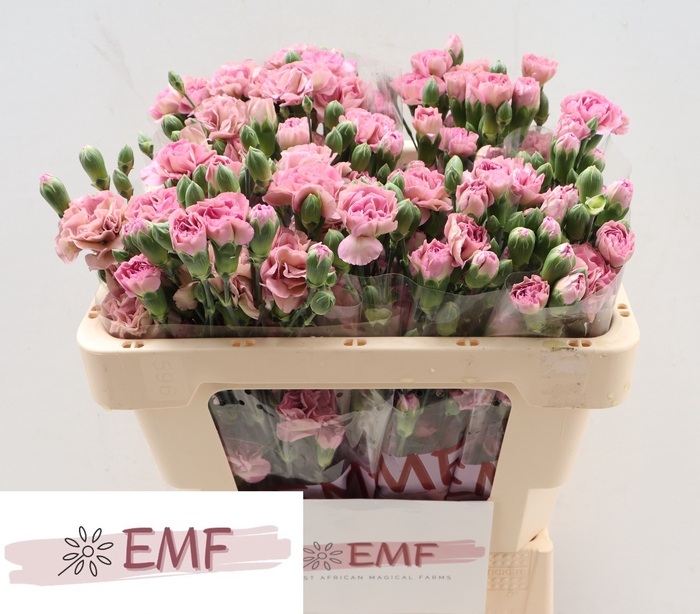 <h4>Di Tr Mocha Sweet</h4>