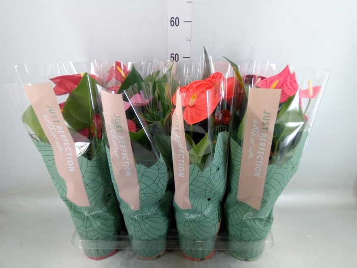 <h4>Anthurium   ...mix</h4>