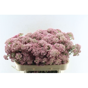 Ozoth Cooks Dark Pink