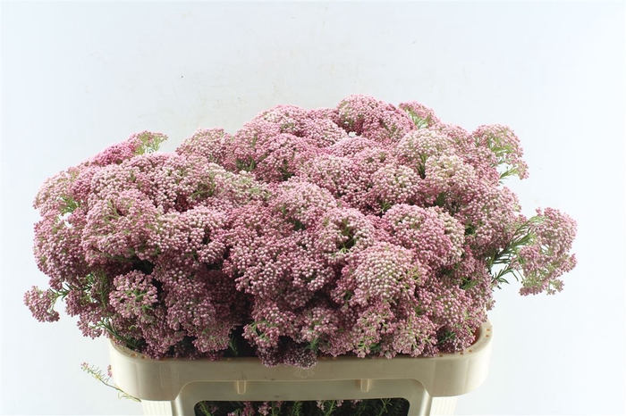 <h4>Ozoth Cooks Dark Pink</h4>