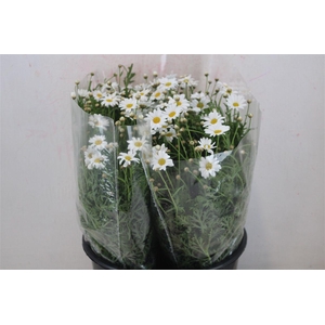 Margriet White Extra P Stem