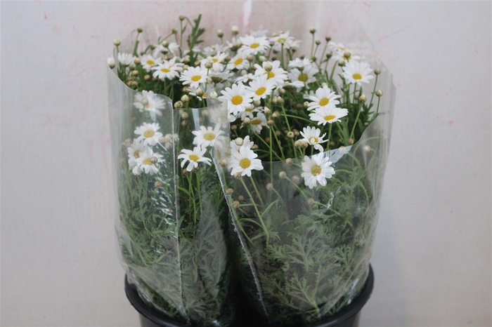 <h4>Margriet White Extra P Stem</h4>