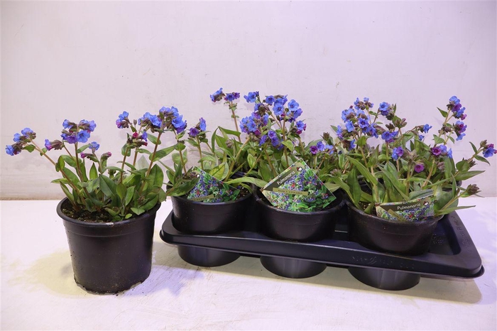 <h4>Pulm Ang Azurea</h4>