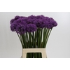 Allium Gladiator