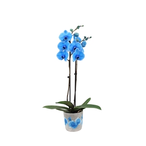 Fiore Blue Phal I Am Blue 2T14+