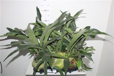 <h4>Platyc Bifurcatum</h4>