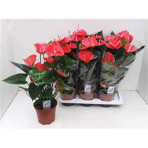 Anthu An Sierra Red 4-5