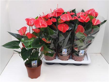 <h4>Anthu An Sierra Red 4-5</h4>