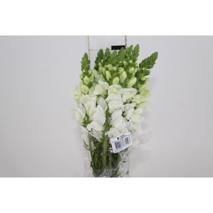 B. DE L MONACO WHITE 070 CM