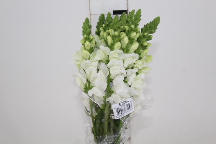 <h4>B. DE L MONACO WHITE 070 CM</h4>