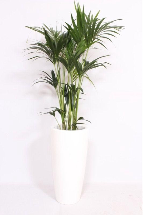 <h4>Howea Forsteriana in Santorini pot "wit"</h4>