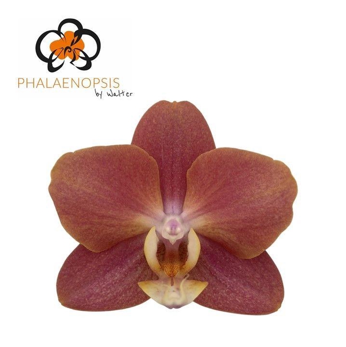 <h4>Phal Horizion x 25</h4>