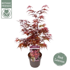 Acer palmatum Skeeters Broom