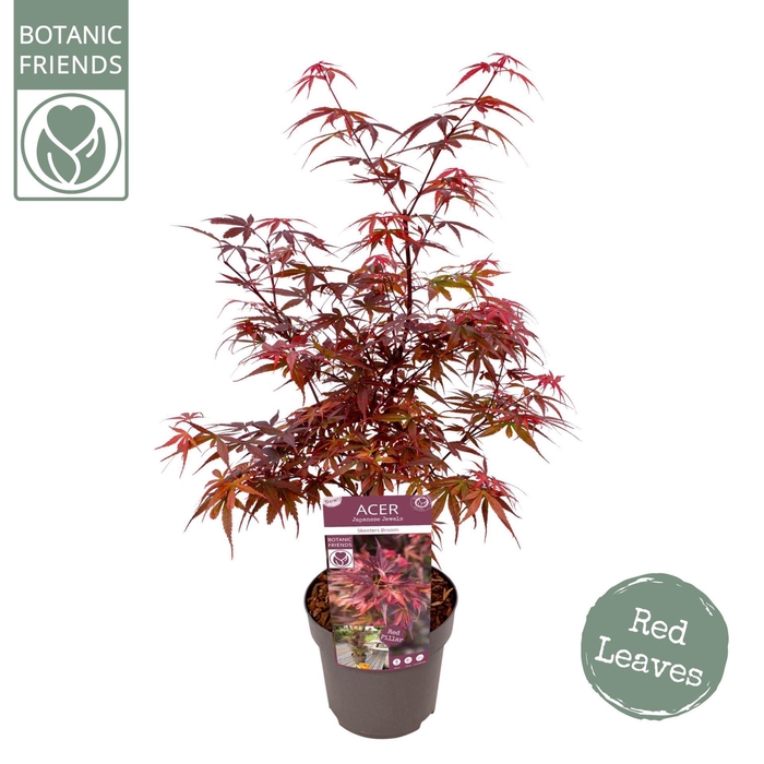 <h4>Acer palmatum Skeeters Broom</h4>