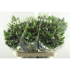 Alstr Rockstar (rood)