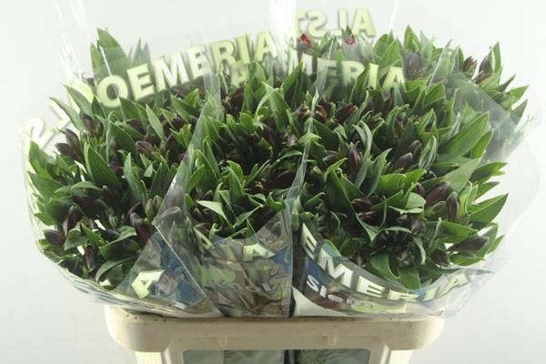 <h4>Alstr Rockstar (rood)</h4>