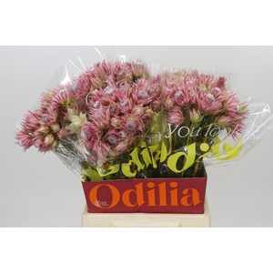 Blushing Bride Pink 2/5 Flowers