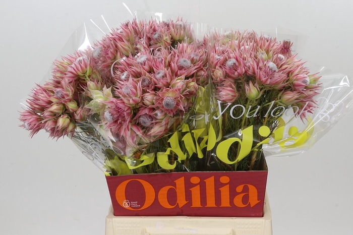 <h4>Blushing Bride Pink 2/5 Flowers</h4>