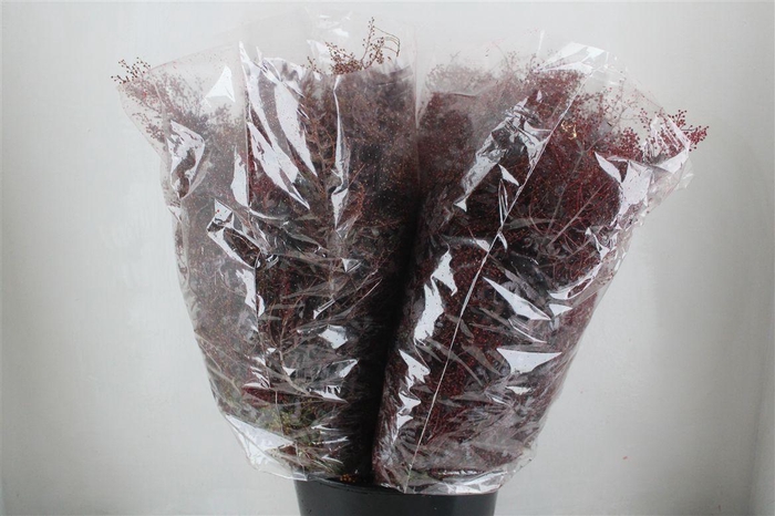 <h4>Mimosa Baleana Abs Red P Bunch</h4>