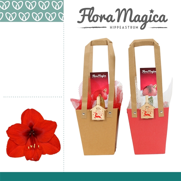 <h4>Amaryllis Rood 2 Knop in Giftbag KERST</h4>