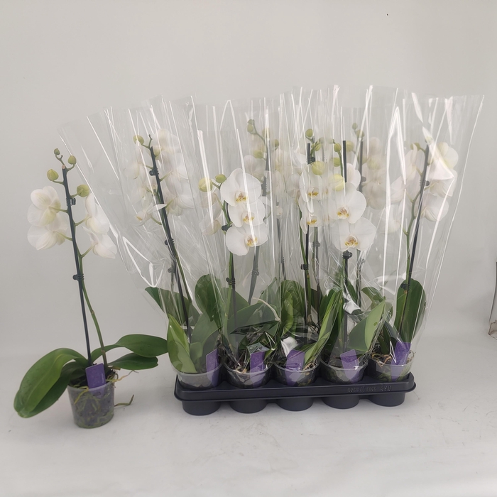 <h4>PHAL OV WIT</h4>