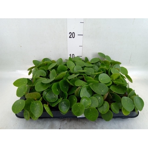Pilea peperomioides