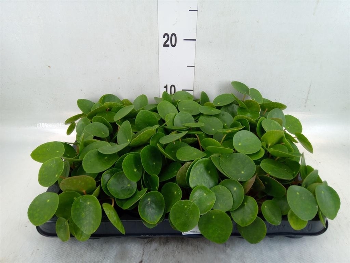 <h4>Pilea peperomioides</h4>