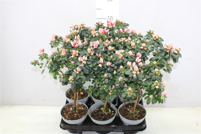 <h4>Rhododendron Si Op Stam Bicolor</h4>