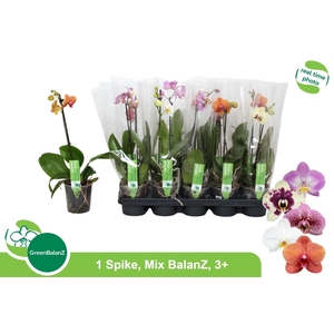 PHAL GEM