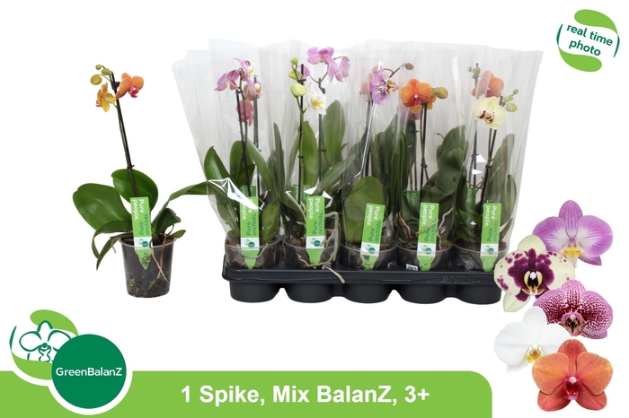 <h4>PHAL GEM</h4>