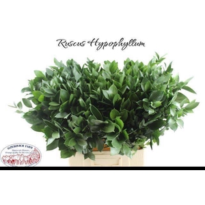 RUSCUS HYPOPHYLLUM