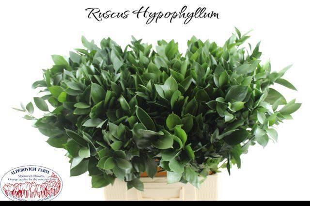 <h4>RUSCUS HYPOPHYLLUM</h4>
