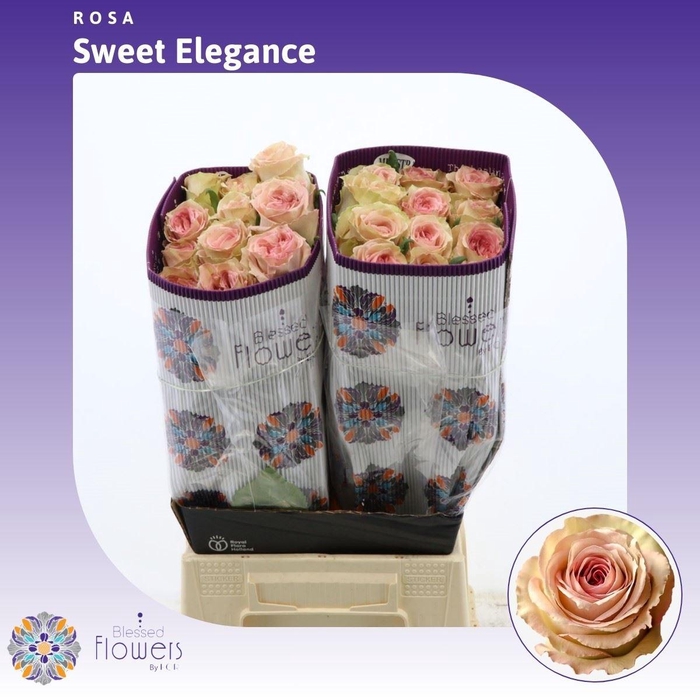 <h4>Rosa gr Sweet Elegance</h4>