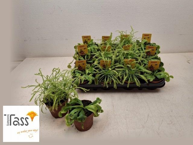 <h4>DIONAEA MUSCIPULA</h4>