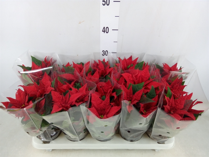 <h4>Euphorbia pulc. 'Jester Red'</h4>